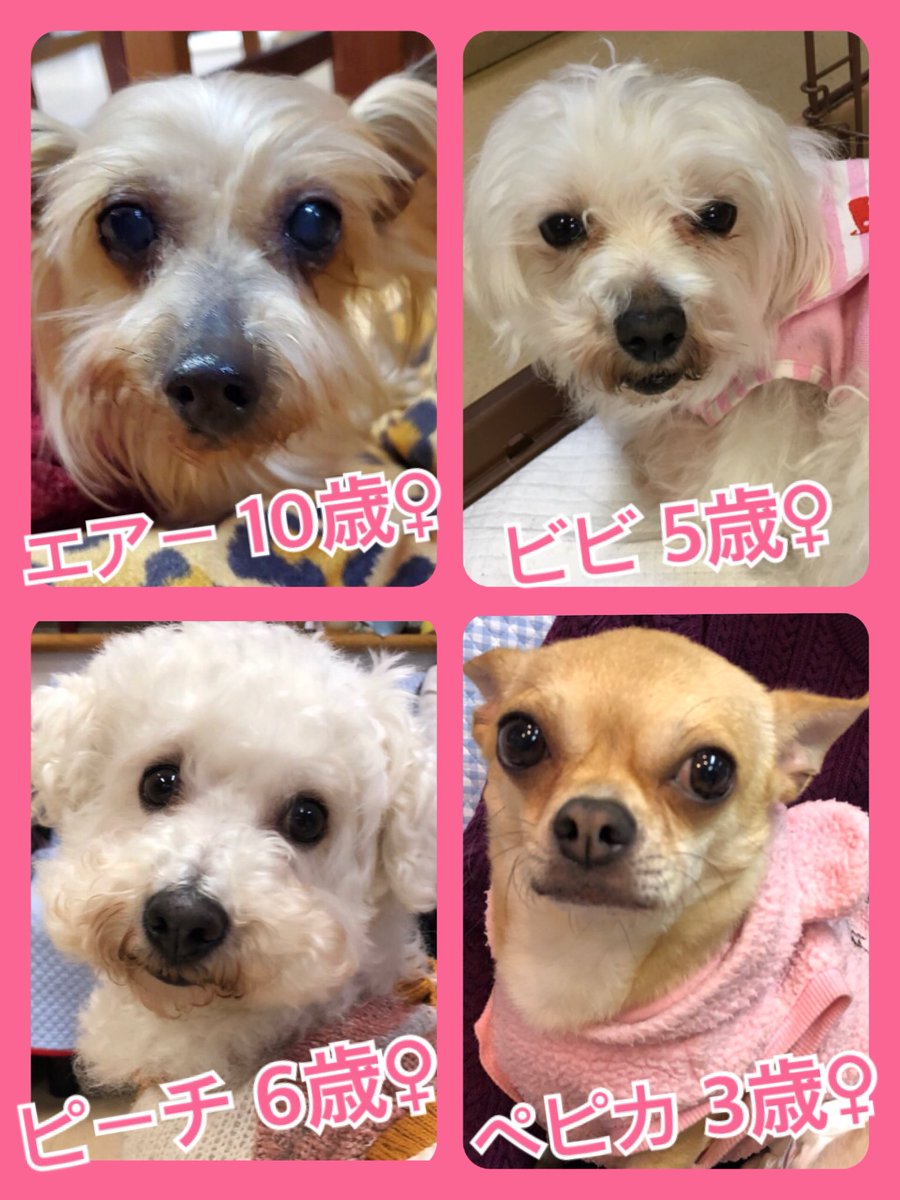 🐾今日の里親様募集中ワンコ🐶メンバーです🐾2020,3,27